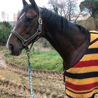 Cavallo
