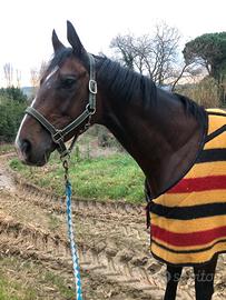 Cavallo