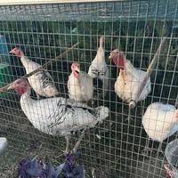 Tacchini ermellinati di Rovigo