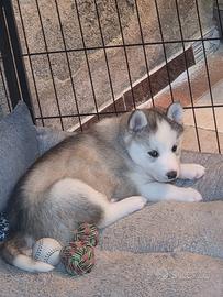 Cuccioli di Husky