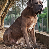 Cane corso per accoppiamento