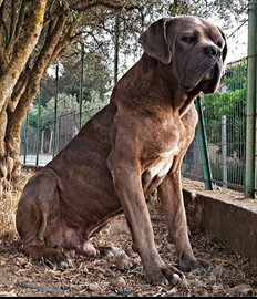 Cane corso per accoppiamento