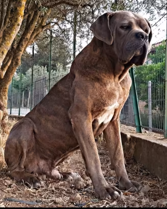 Cane corso per accoppiamento