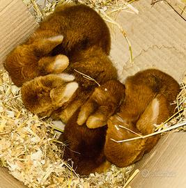 Coniglietti nano mini lop