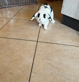 Coniglio ariete nano