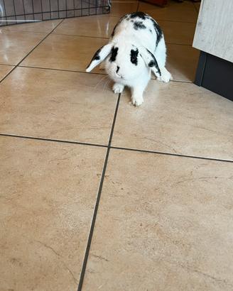 Coniglio ariete nano