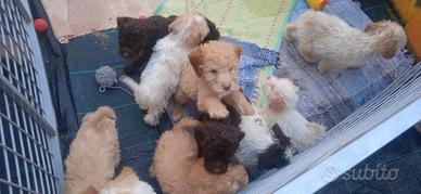Cuccioli di Lagotto romagnolo