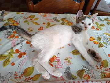 Gattina di due mesi affettuosa