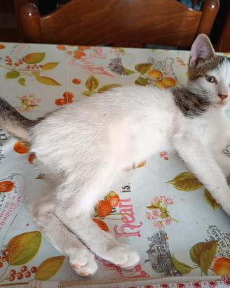 Gattina di due mesi affettuosa