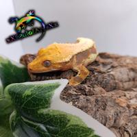 Disponibile esemplare di Ciliatus ID: AI