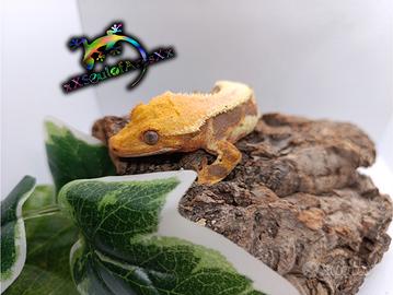 Disponibile esemplare di Ciliatus ID: AI