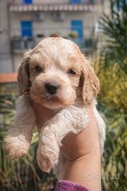 Cuccioli di cocker spaniel inglese