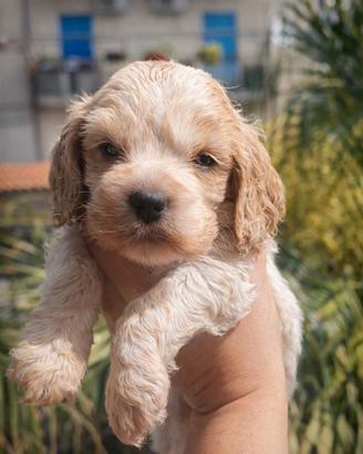 Cuccioli di cocker spaniel inglese