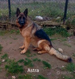 Pastore tedesco femmina