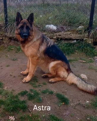 Pastore tedesco femmina