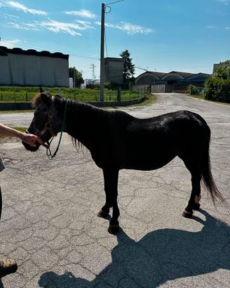 Doppio pony nero