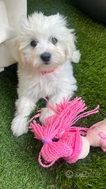 Cucciola di Maltese