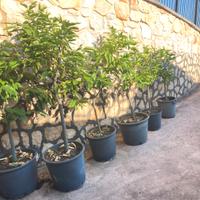 Piante di limone