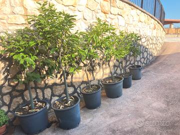 Piante di limone