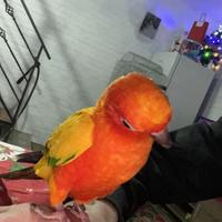 Conuro del sole allevato a mano