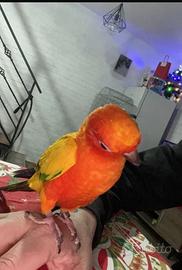 Conuro del sole allevato a mano