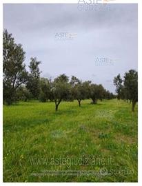 Terreno Agricolo Castelvetrano [A4356996]