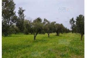 Terreno Agricolo Castelvetrano [A4356996]