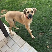 Scooby