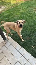 Scooby