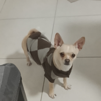 Chihuahua