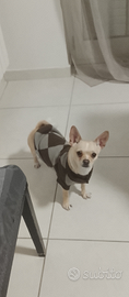 Chihuahua
