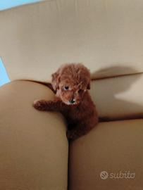 Barboncino toy