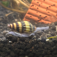 Anentome Helena o lumaca killer