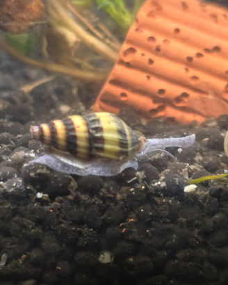 Anentome Helena o lumaca killer