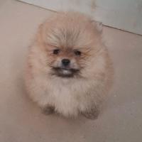 Cucciolo di spitz