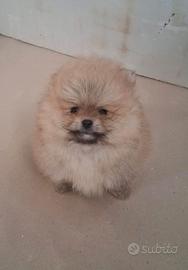 Cucciolo di spitz