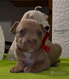 Pitbull