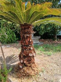 Cycas revoluta adulta di grandi dimensioni