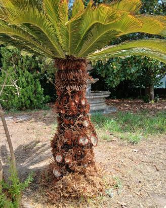 Cycas revoluta adulta di grandi dimensioni
