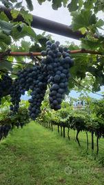 uva nera di collina