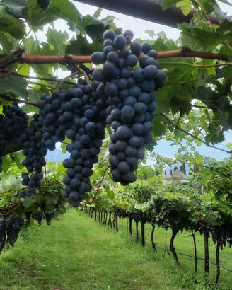 uva nera di collina
