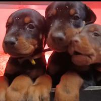 Dobermann Cuccioli