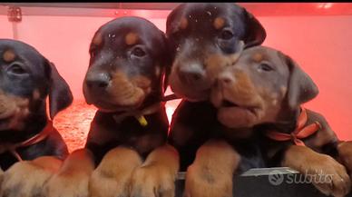 Dobermann Cuccioli