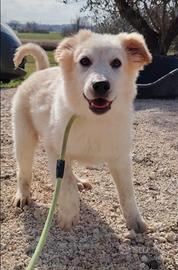 Birbantello cucciolo derivato maremmano