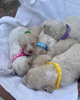 Lagotto Romagnolo, per tartufi o compagnia