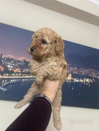 Barboncini mini mini toy