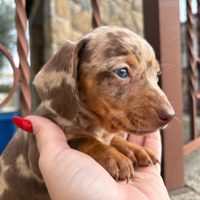 Bassottina Choco merle kaninchen