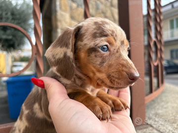 Bassottina Choco merle kaninchen
