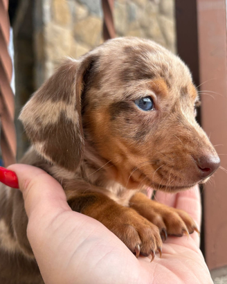 Bassottina Choco merle kaninchen