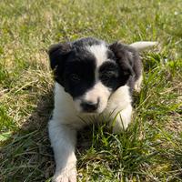 Cucciola di Border Collie